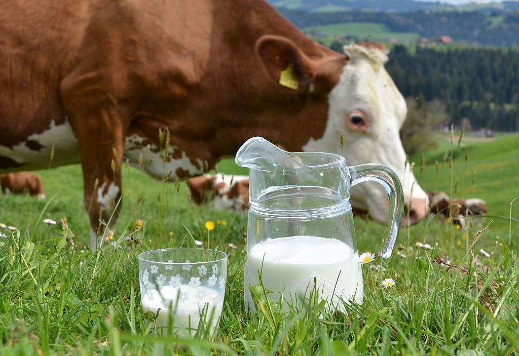 Milk and cows. Emmental region, Moladay Farms